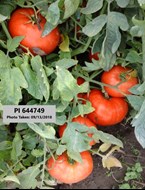 /ARSUserFiles/80600500/Crops/Tomato/glamour tomato.jpeg